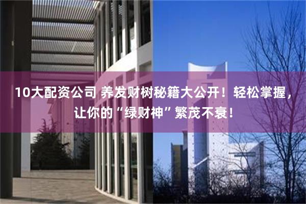 10大配资公司 养发财树秘籍大公开！轻松掌握，让你的“绿财神”繁茂不衰！